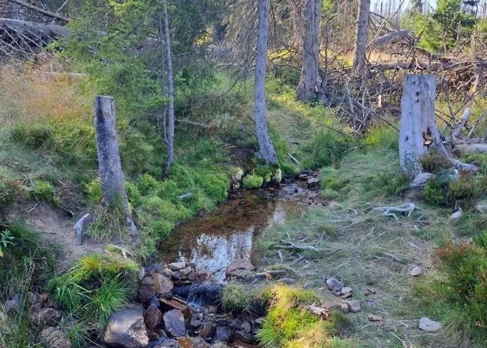 Pfeiffer Gross Daire *